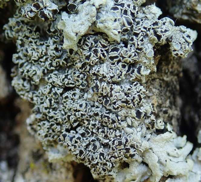 Lichene delle Prealpi trevigiane